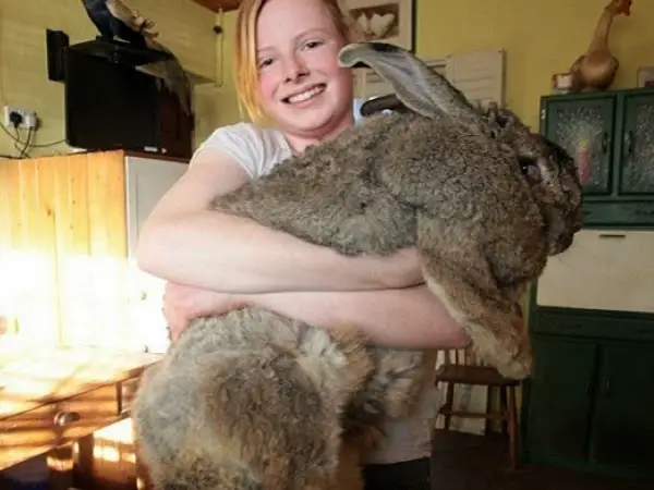 english giant rabbit