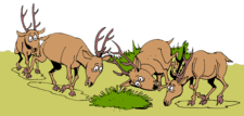 The Ailing Deer